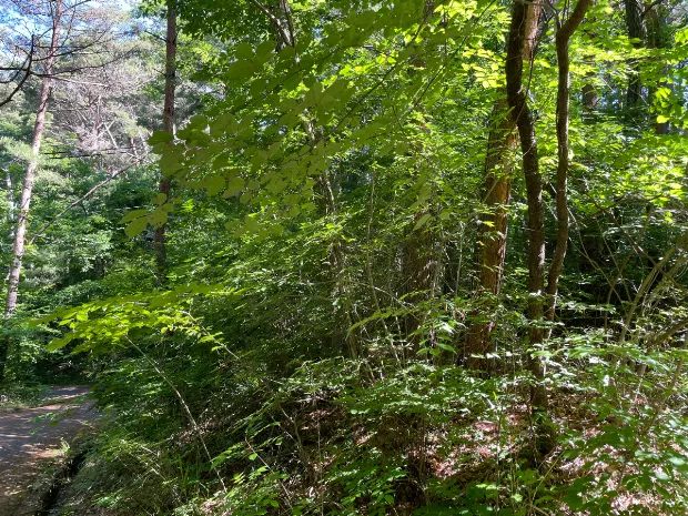 イトーピア小諸別荘地