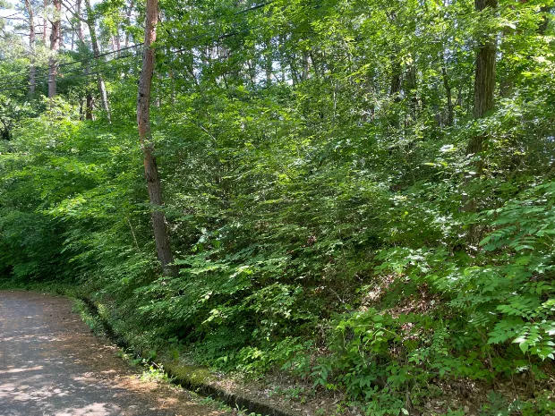 イトーピア小諸別荘地