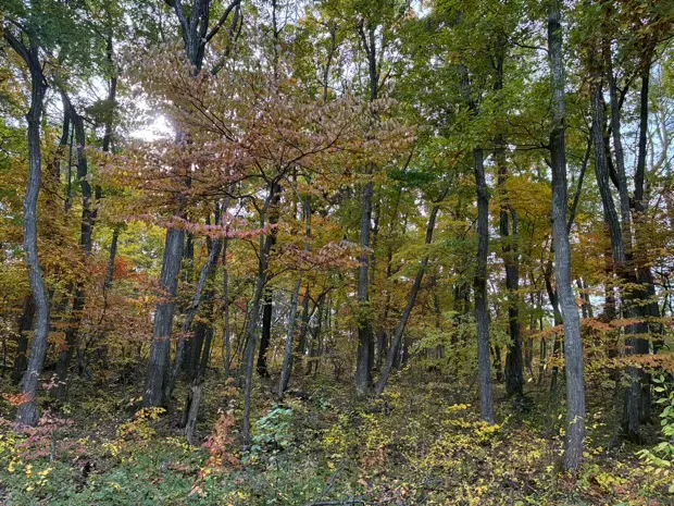 イトーピア小諸