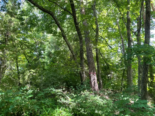 イトーピア小諸別荘地