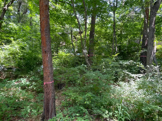 イトーピア小諸別荘地