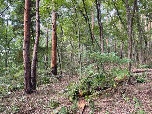 イトーピア小諸別荘地