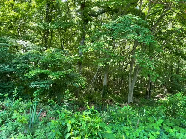 イトーピア小諸別荘地