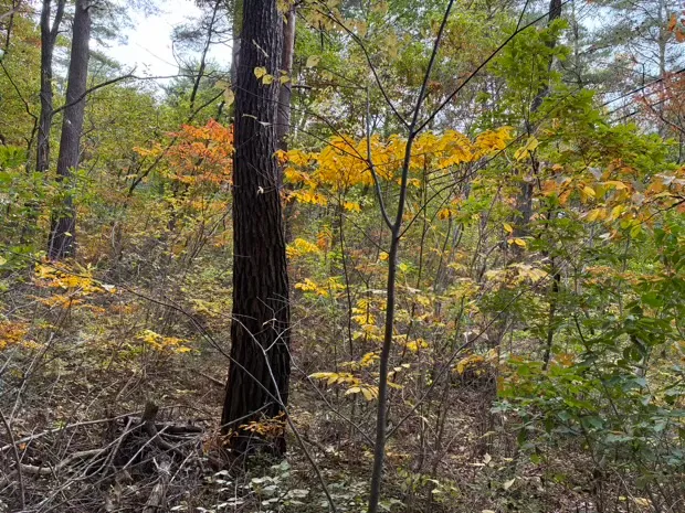 イトーピア小諸