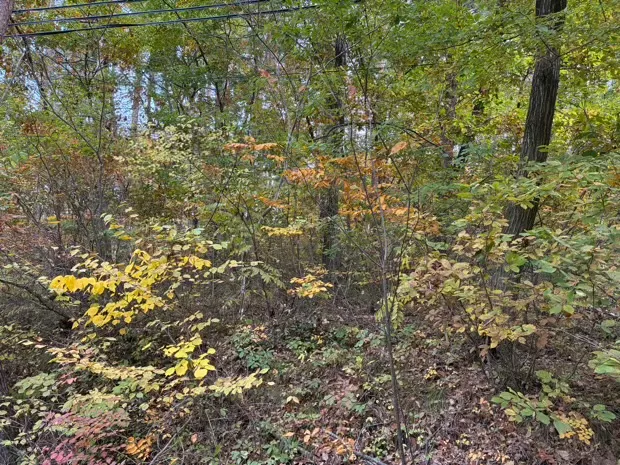 イトーピア小諸