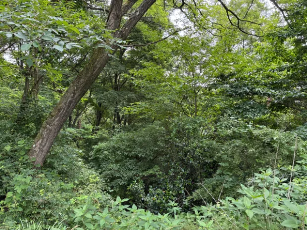 別荘放棄地